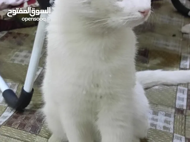 قطه للتبني