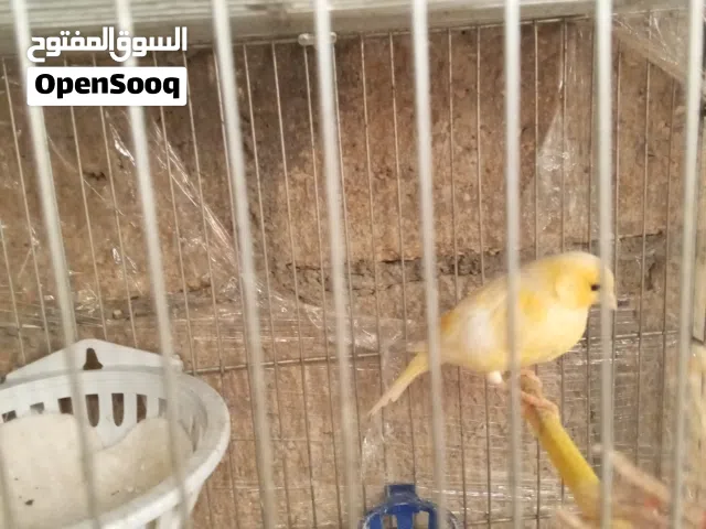 طيور كنار للبيع
