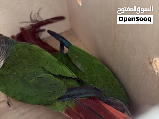 شيك كونيور زوج في واحد عينه صغيره السعر 1000 موقع بوظبي ماشي توصيل