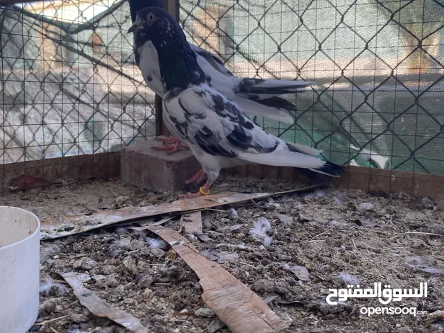 للبيع زوج حمام باكستاني منتج