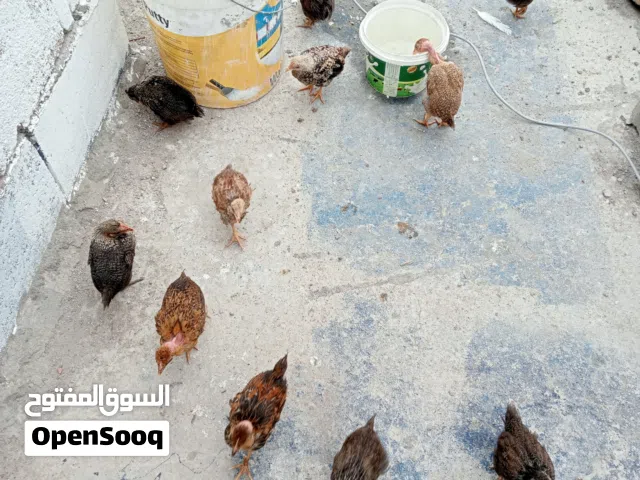 فراريج عرب اصلي شوكي