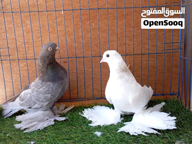 السلام وعليكم هزاز واسباني