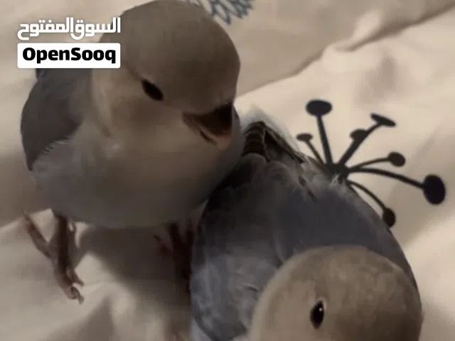 عصافير الروز