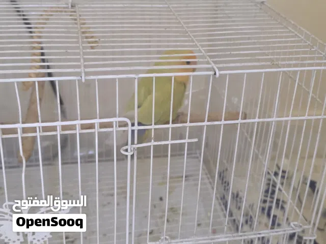 طير الحب Lovebird طفرة لاتينيو