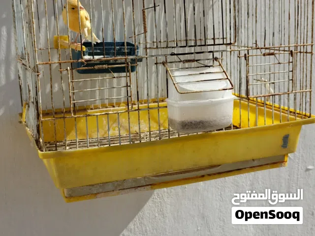 جوز كنار جزري  وفي فحل كنار ليموني تغريد نار