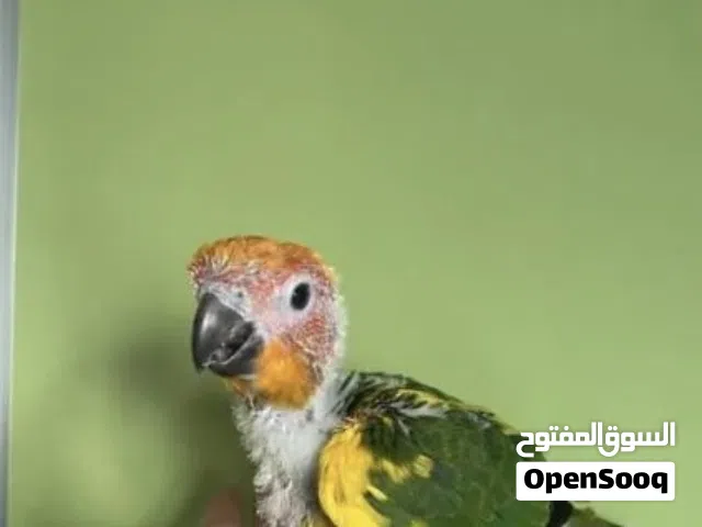 ببغاء الصن كنيور ع الغر اقراء الوصف