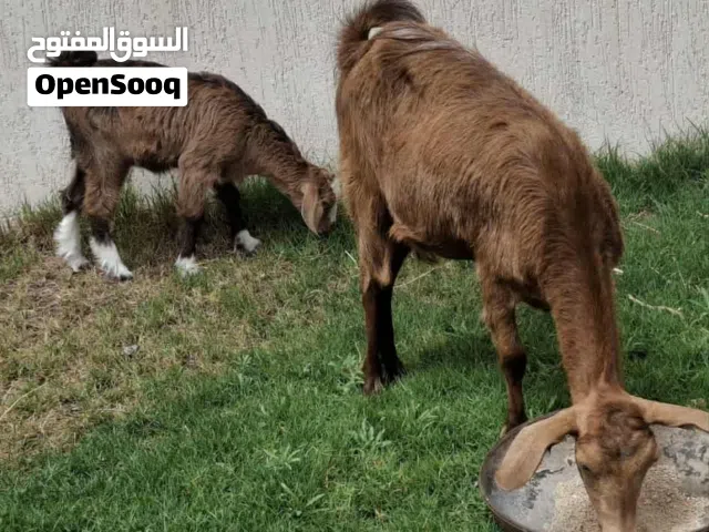 عنز عربيه اوللها ميلاد تحتها اعناق وجدي كردي صغير مش مبدل