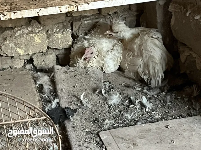 دجاج مشكل بين عربي مفتل فيومي كوجن التك على 15