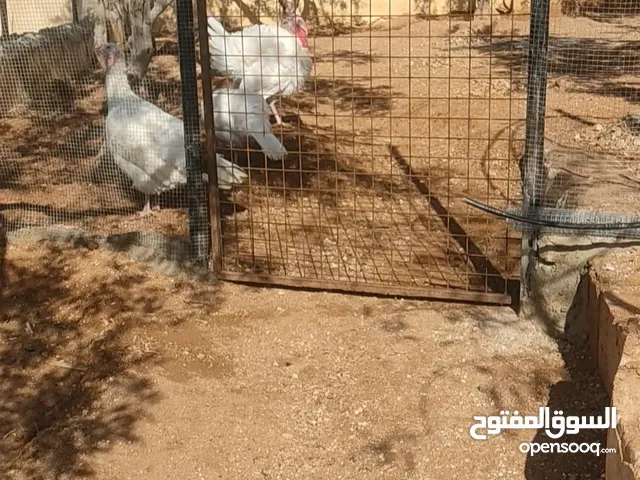 حبش هولندي
