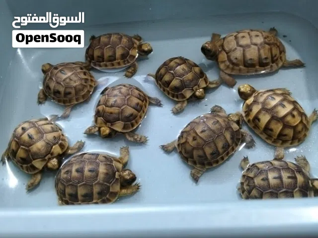 سلاحف نظافة وصحة