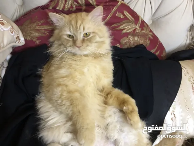 قط ذكر شيرازي ذكي للتبني بشكل مجاني