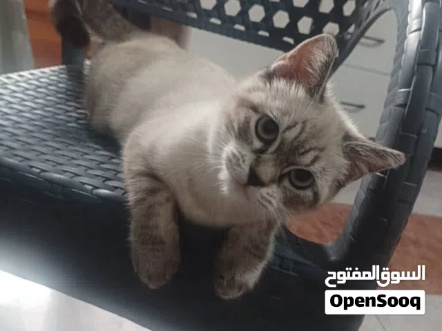 قط مهجن سيامي لينكس بوينت