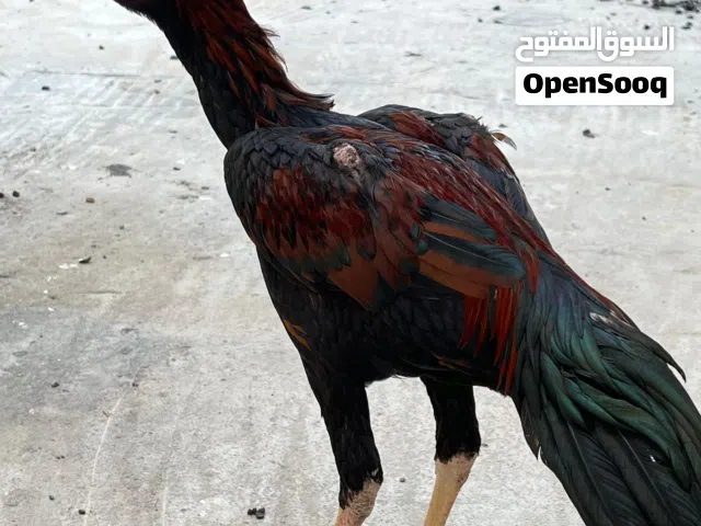 للبيع ديك بكستاني اصل