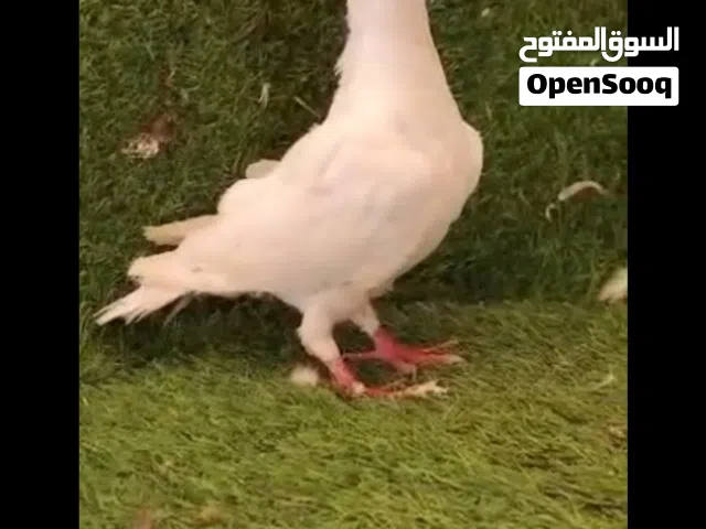 مخلف مراسلي