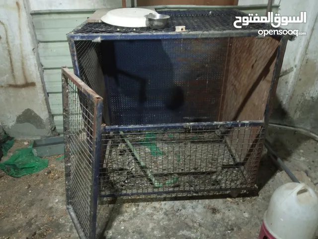 قفص دجاج ويصلح للكلاب