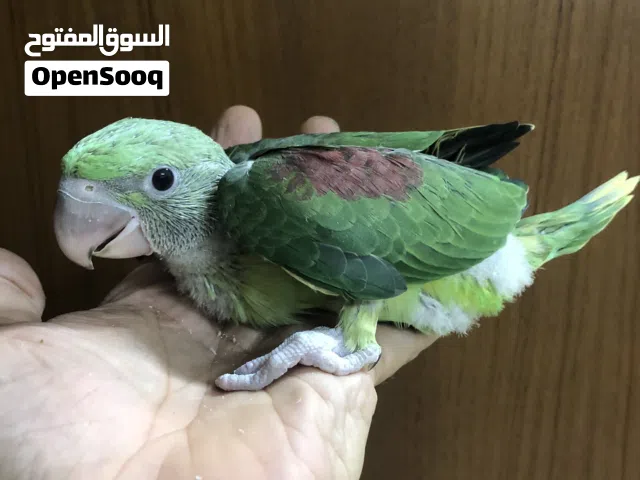 للبيع فرخ متوه نيبالي عمر شهرين حجم جامبو صحة ممتازة