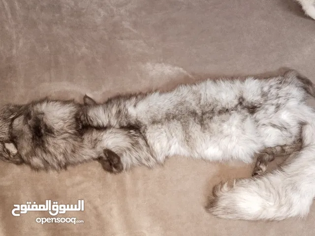 فرو ثعلب .. شال كتف ثعلب طبيعي