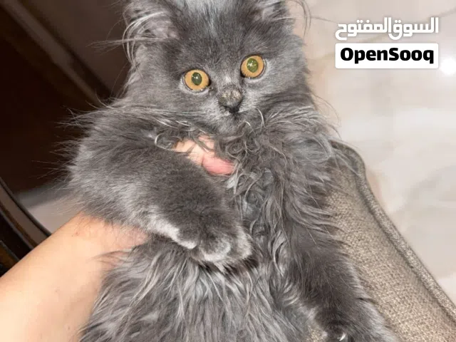 قطة انثى للبيع