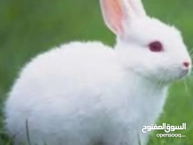 ارانب لون ابيض وموجود لون اسود