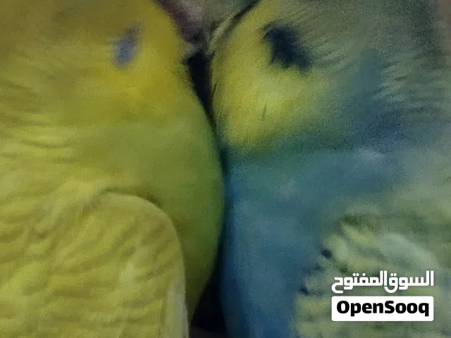 زوج طيور بادجي