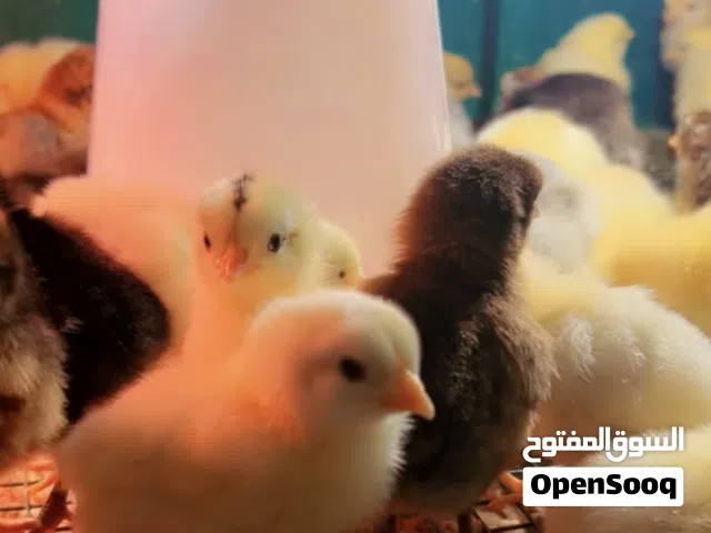 صبصان دجاج