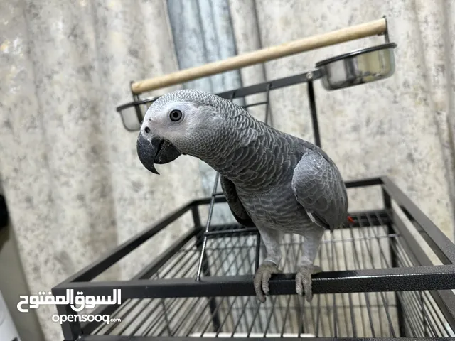 Grey African Parrot