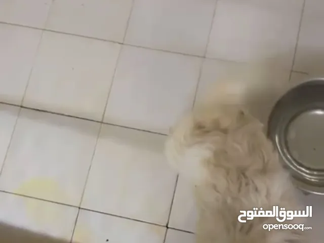 كلاب اموره طيبه شوف الوصف