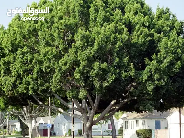 اللي عندة اشجار يحتاج احد يكصهن يراسلني