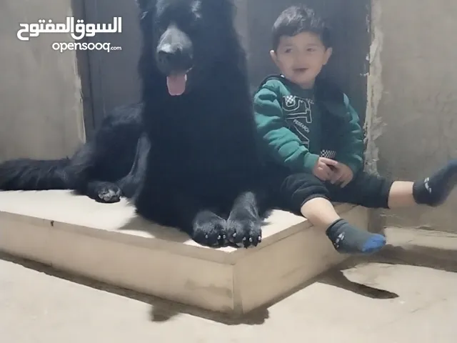 ذكر جيرمن رويال بلاك شولاين