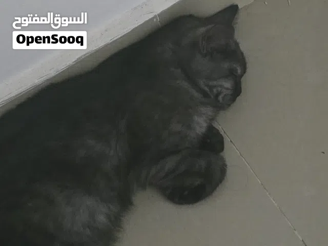 قطه صغيره للبيع شيرازيه