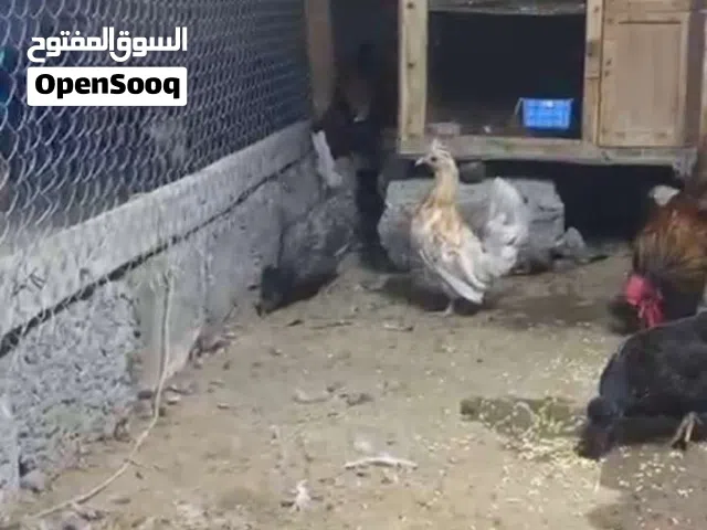 يوجد بيض دجاج كويتي 40 بيضه ب 5 ريال