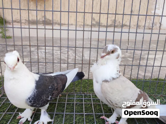 للبيع ما شاء الله تبارك الله كوب يا حمام مصري ما شاء الله تبارك الله بدون اي عيوب