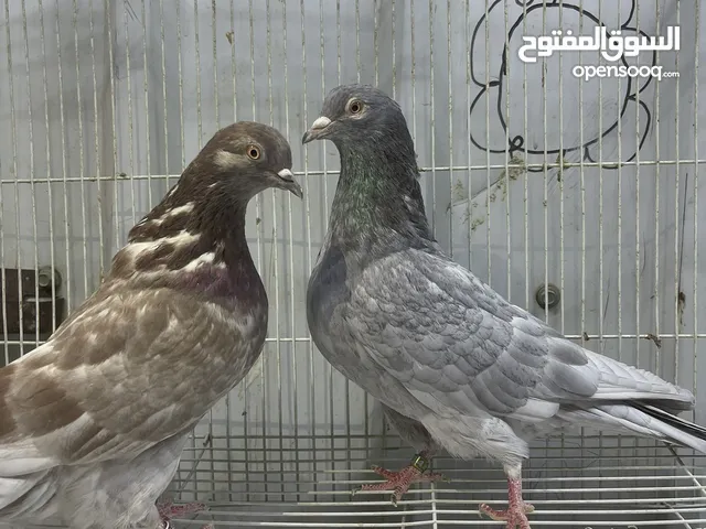 للبيع حمام لوت