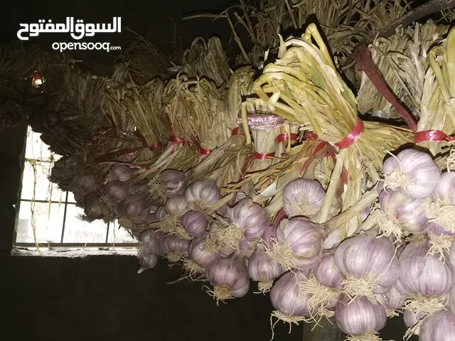 ثوم عماني ممتاز