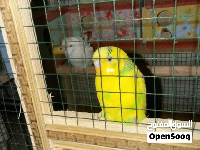 السلام عليكم  اريد طيور حب اليفات مع قفص وبسعر مناسب والمكان البصره الزبير المربد القديم
