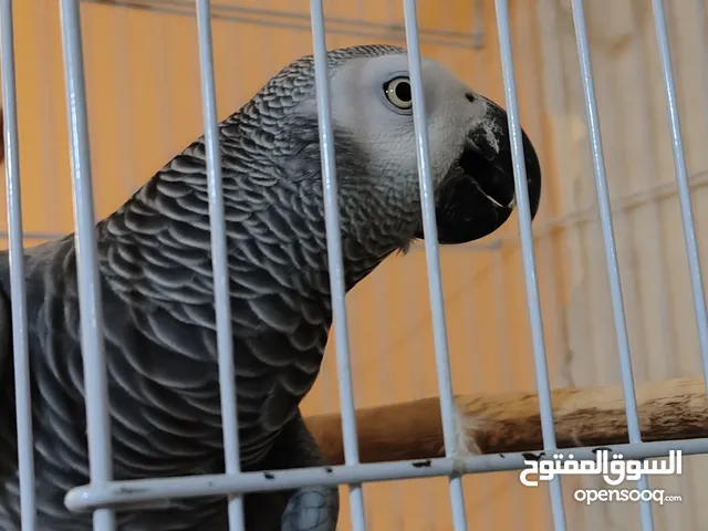 ببغاء زنجباري كلام صرف الصرف صحته ممتازه مشاء الله