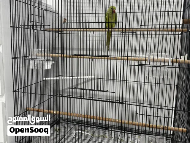 Indian parrot green and big black cage