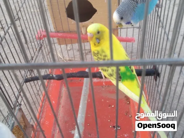 2ذكوره بقلينو الوانهم ربي يبارك اقراء الوصف