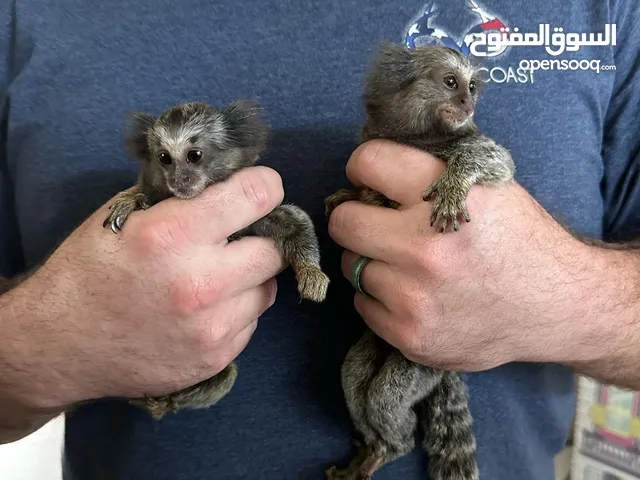 Hand Raised Marmoset Monkey for Sale