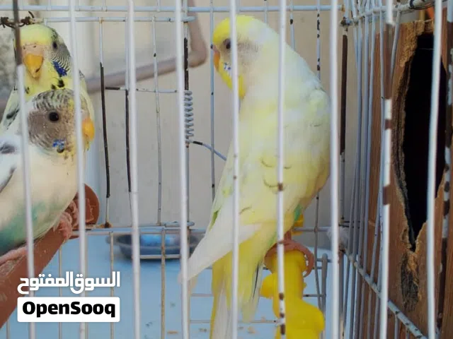 كوبيه بقلينوا