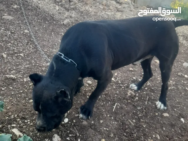 كلب بيتبول شرس للبيع في اربد