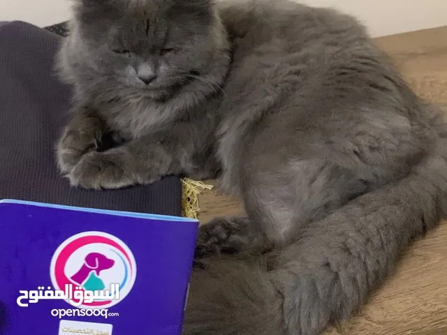 للبيع قط شيرازي لطيف ولعوب