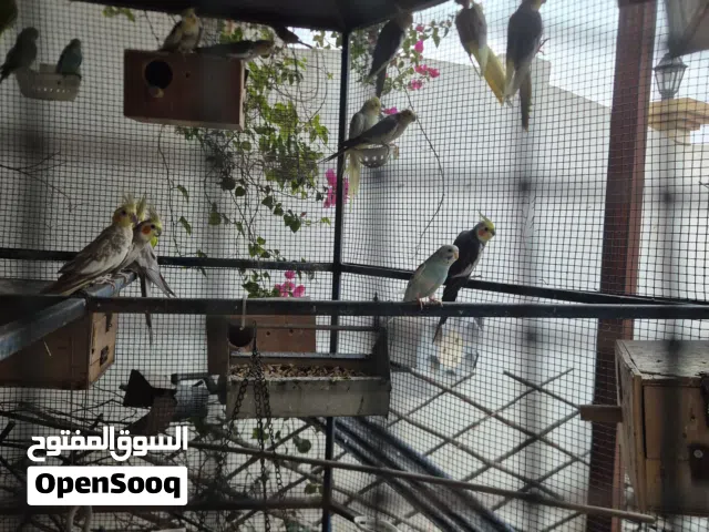 35 طير كوكتيل   كلهم  كويسه وكلهم جاهزين  ببيضه عندهم بيذتين