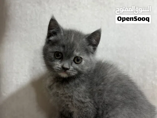 For Sale British Female Kittens
