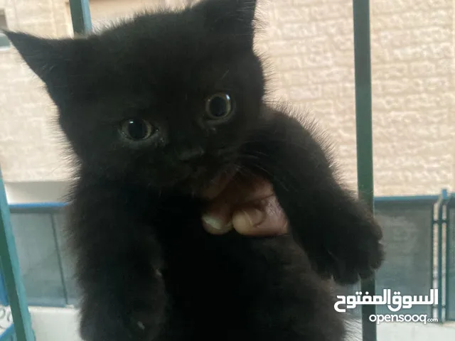 قطط للبيع في اربد الان