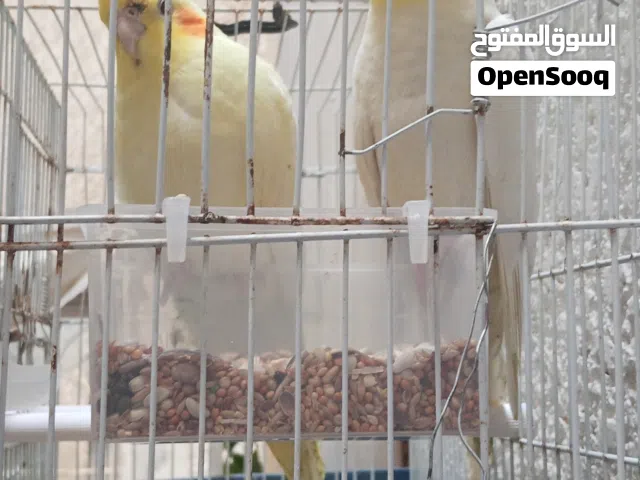 كوكتيل لاتينو