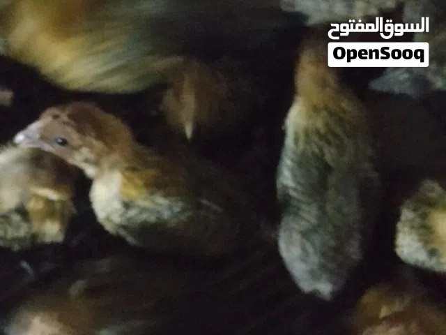 دجاج برانكز ذهبي 30زوج للبيع سعرازوج 15الف بصره الزبير