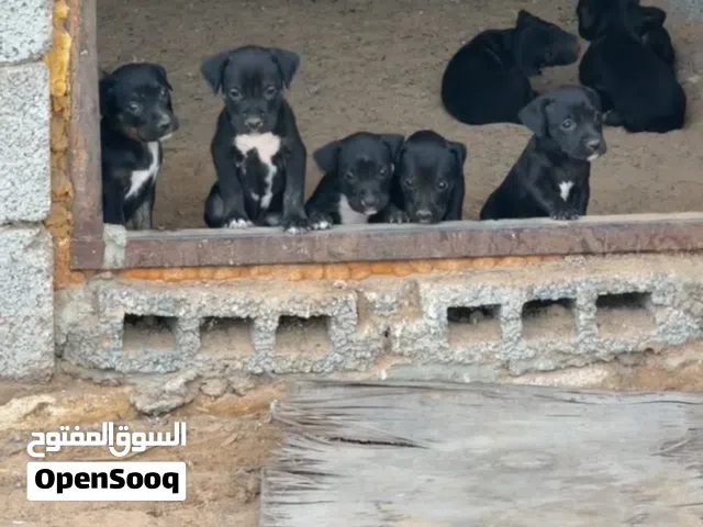 جراو بيتبل