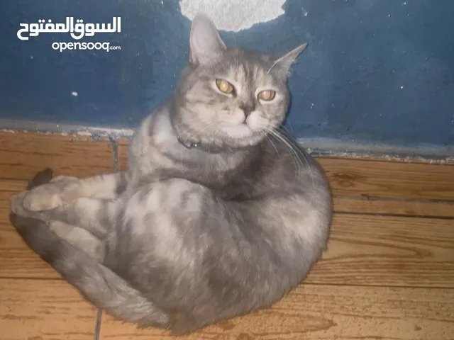 قط للبيع