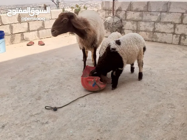 نعجه اللبيع